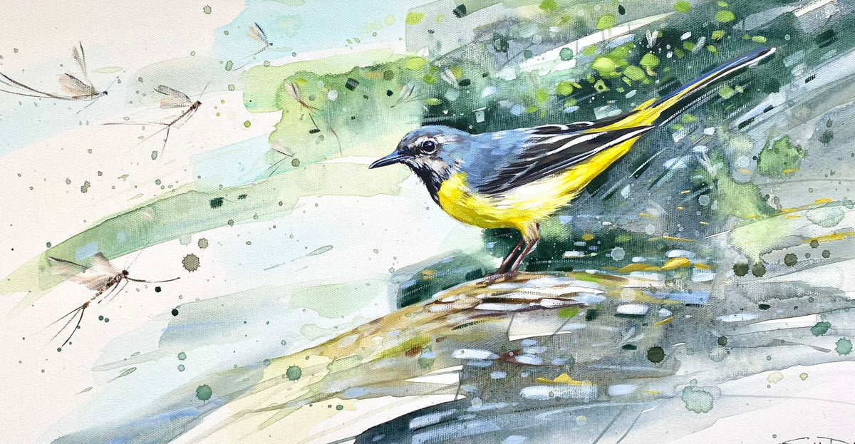 Grey Wagtail