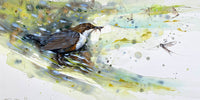 White Throated Dipper