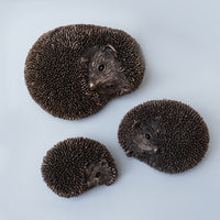 Spike - Hedgehog relaxing