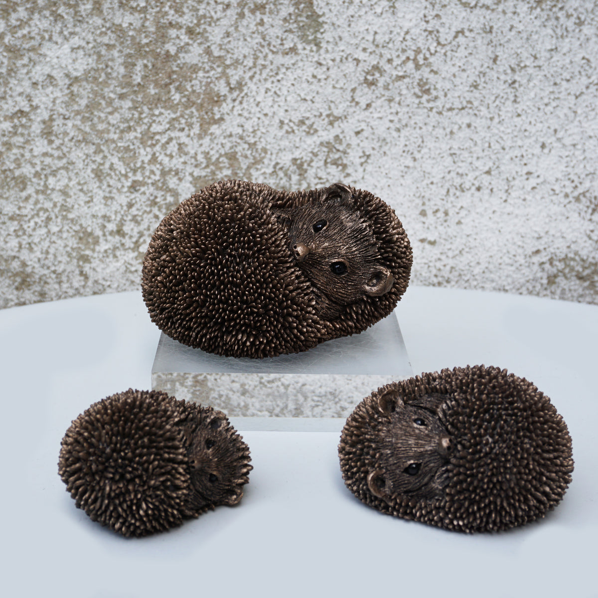 Spike - Hedgehog relaxing