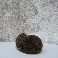 Spike - Hedgehog relaxing