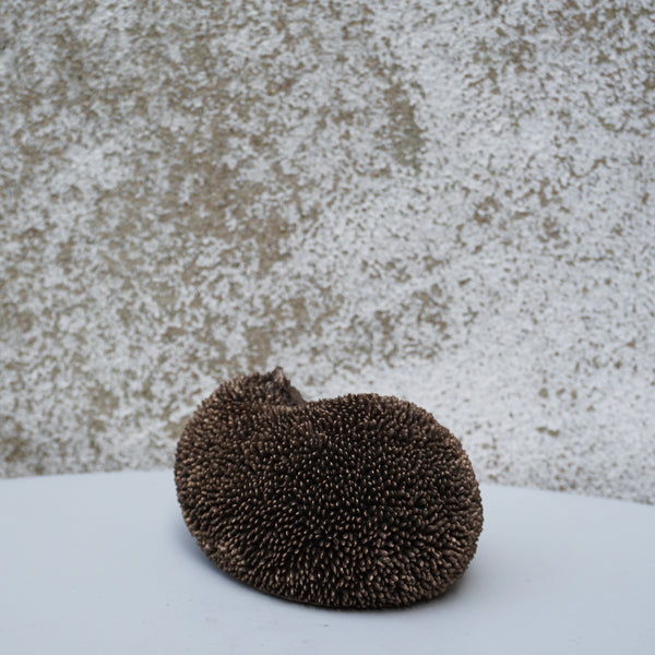 Spike - Hedgehog relaxing