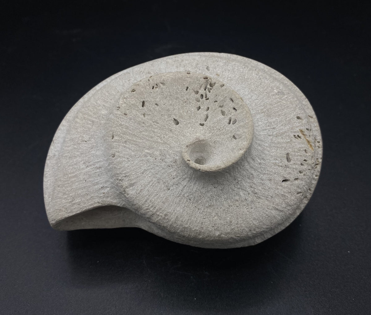 Shell - Medium