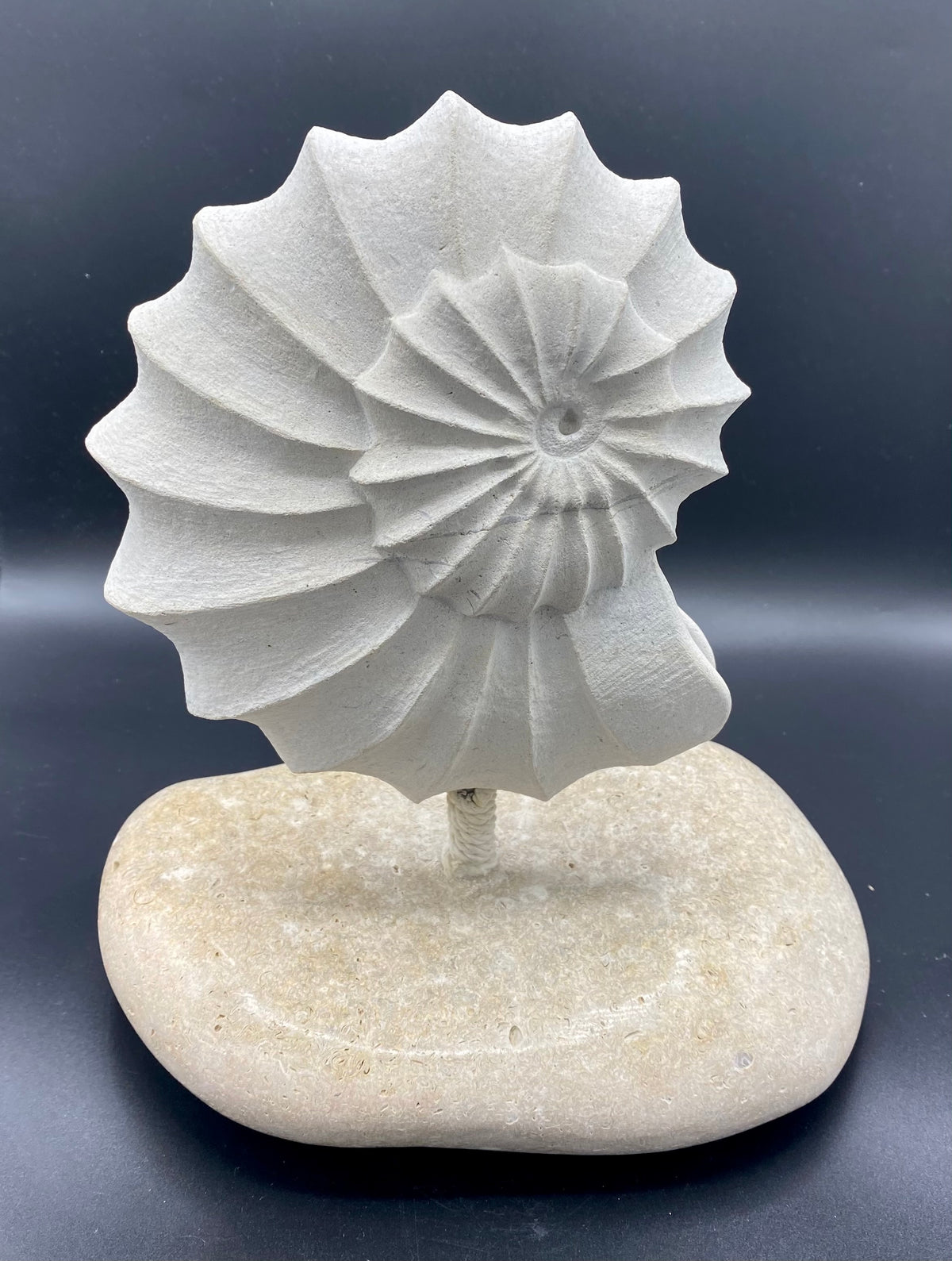 Ammonite