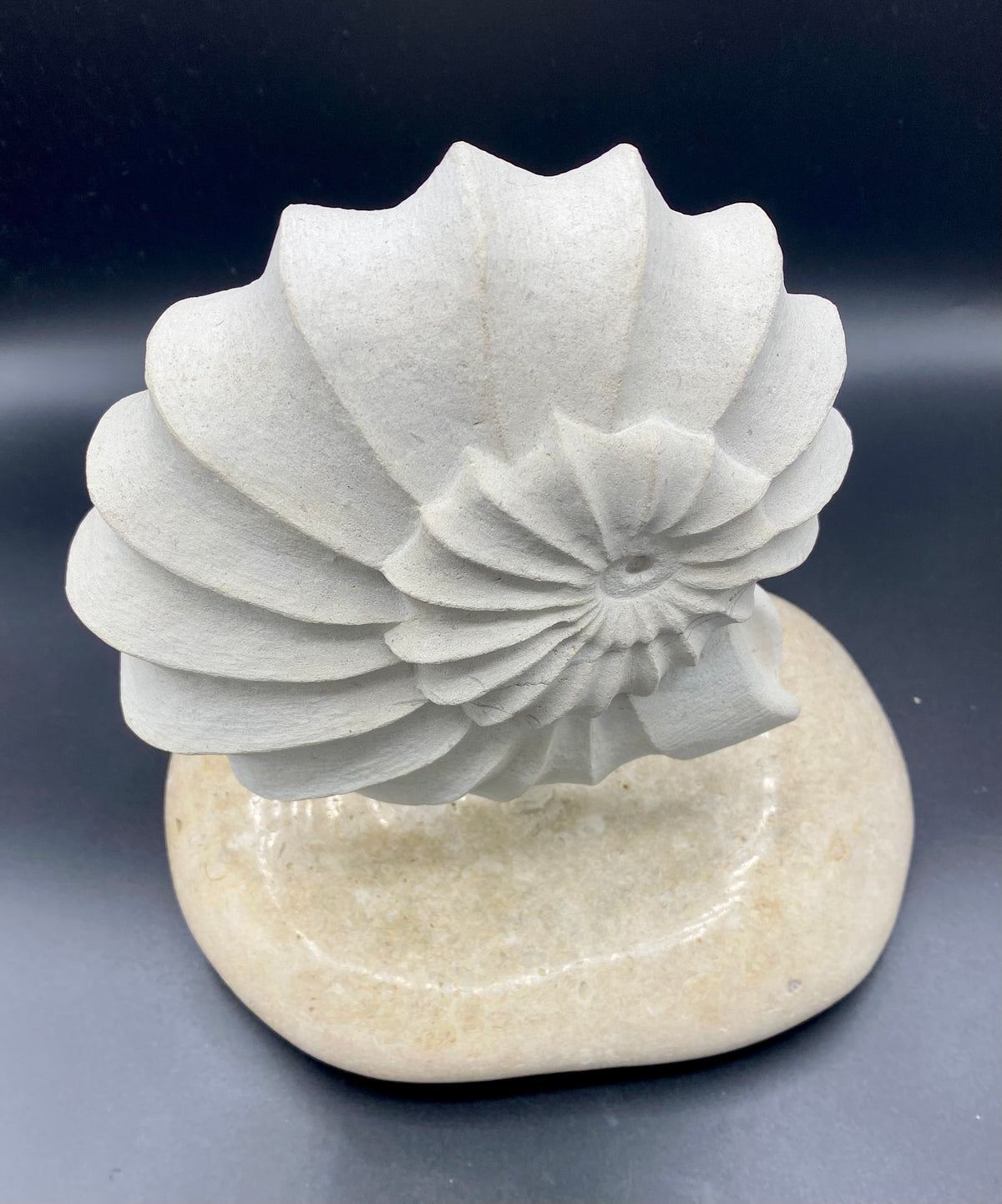 Ammonite
