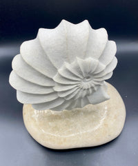 Ammonite