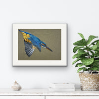 Grace the Kingfisher