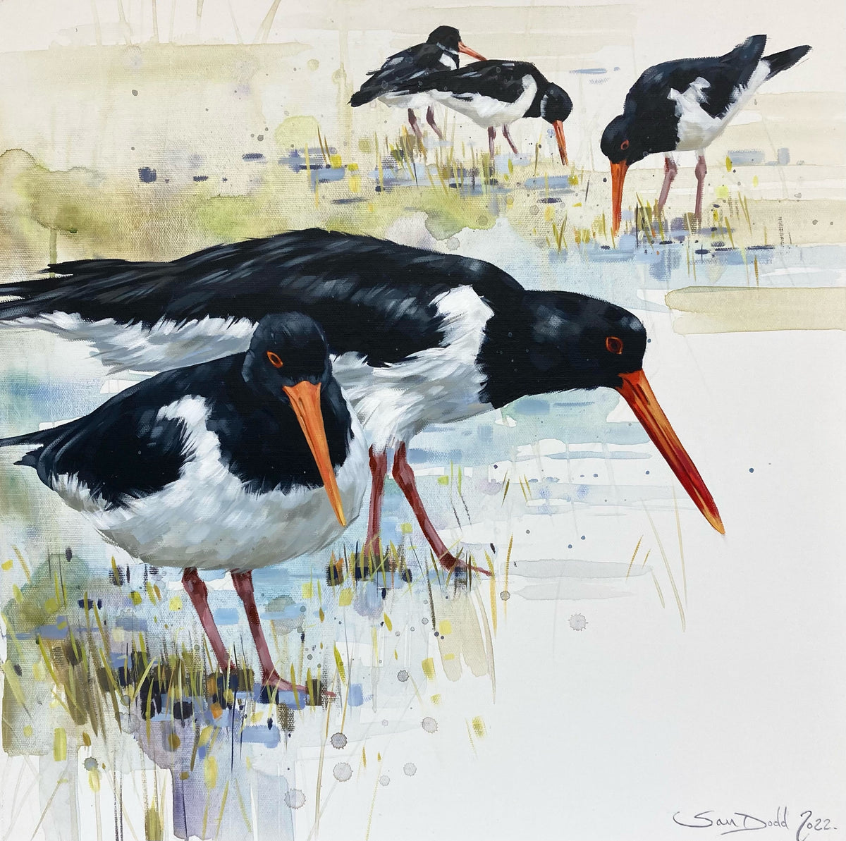 Oystercatchers II