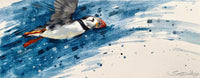 Puffin in Flight I
