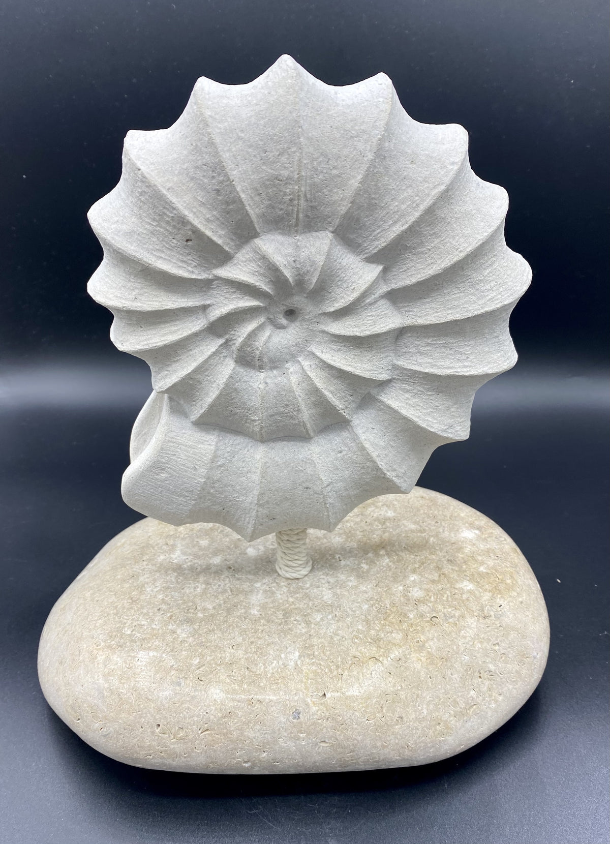 Ammonite