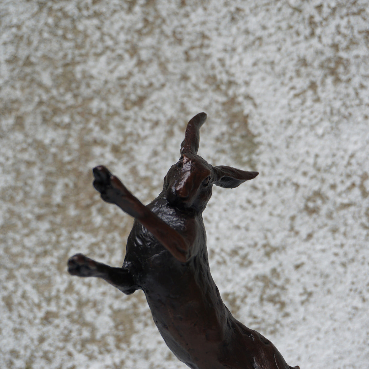 Medium Hare Boxing