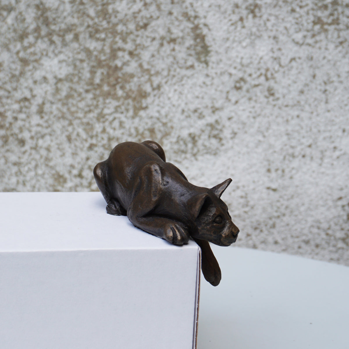 Shelf Cat