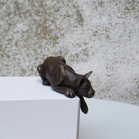Shelf Cat