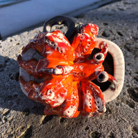 Hermit Crab in a Tin (Red)