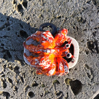 Hermit Crab in a Tin (Red)