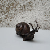 Snail - Medium