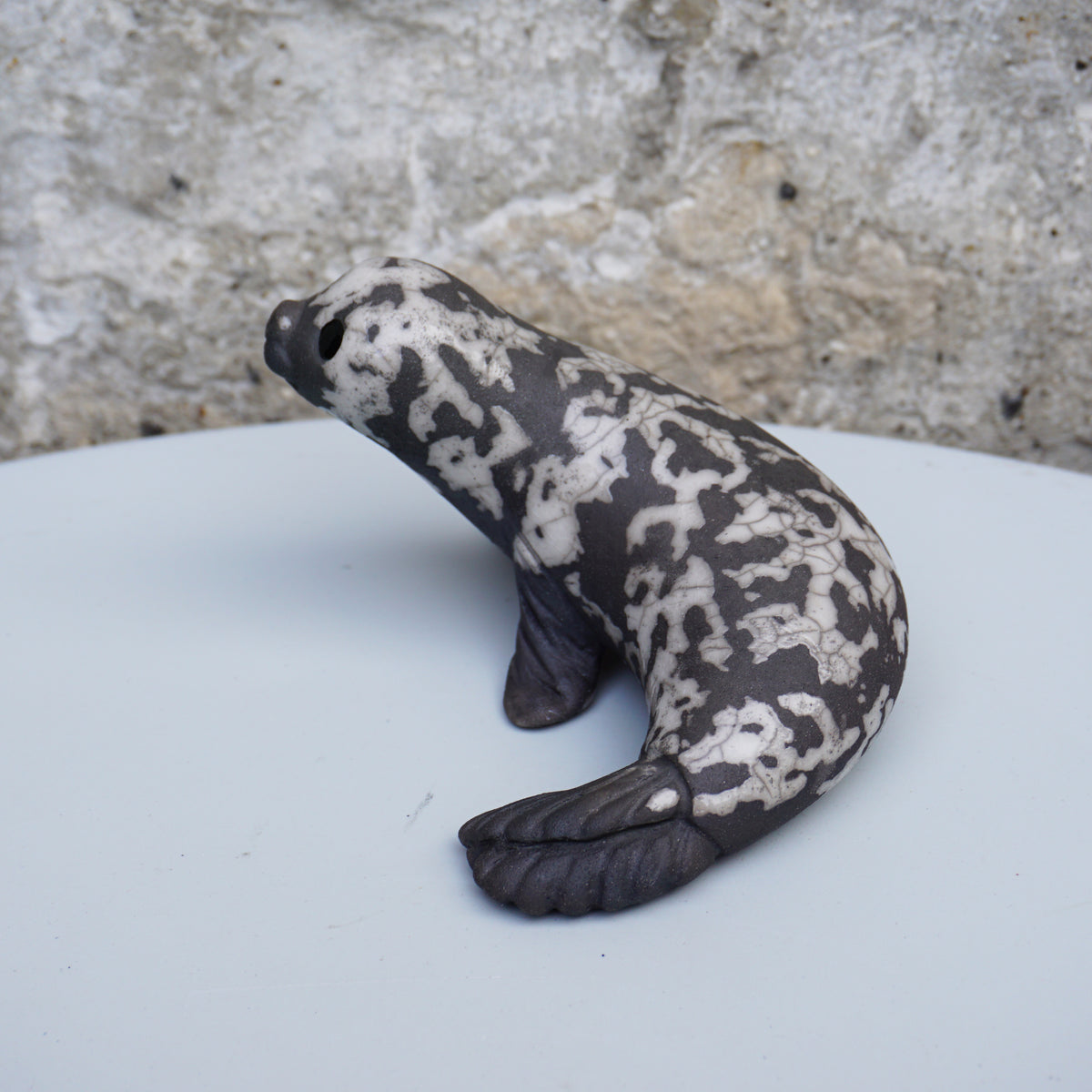 Grey Seal Curled