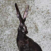 Spring Hare