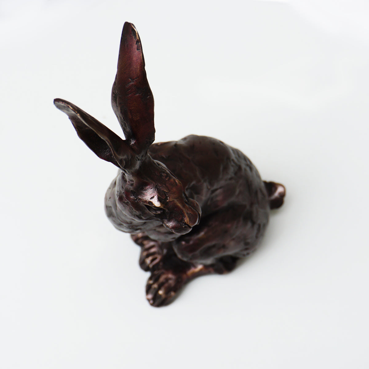 Spring Hare
