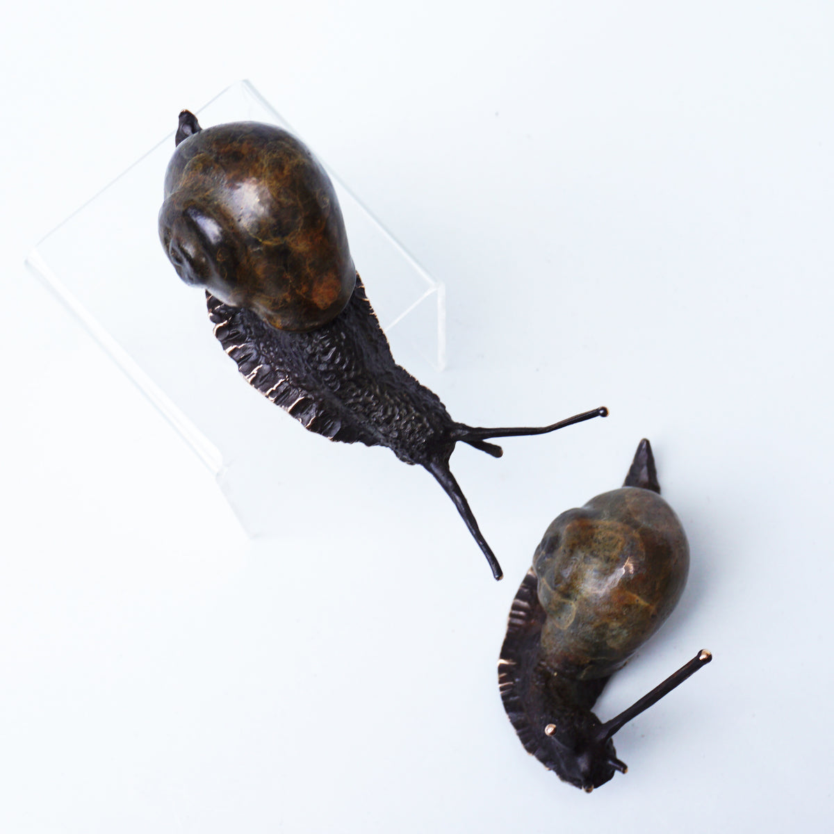 Descending Snail (Large)