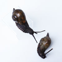 Descending Snail (Large)