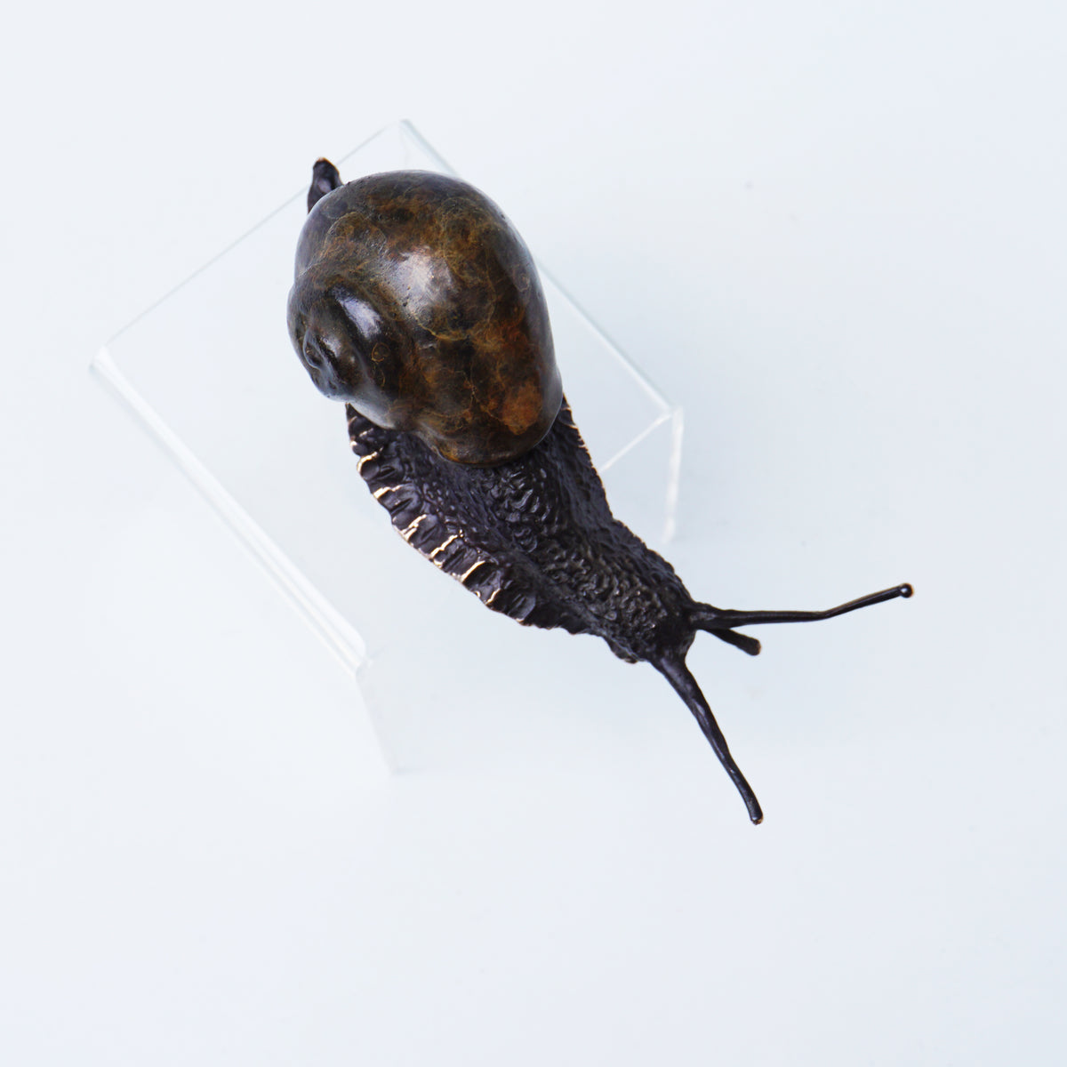 Descending Snail (Large)
