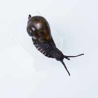 Descending Snail (Large)
