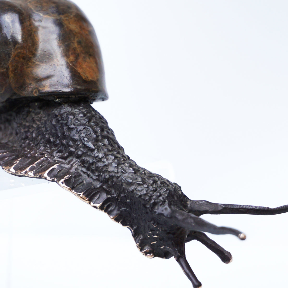 Descending Snail (Large)