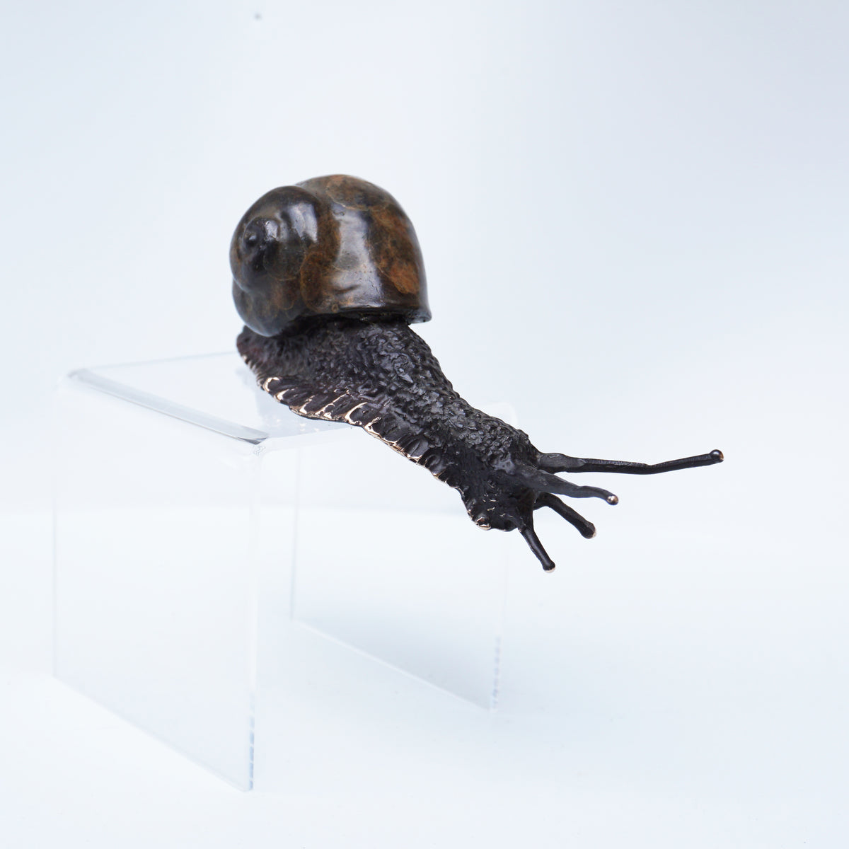 Descending Snail (Large)