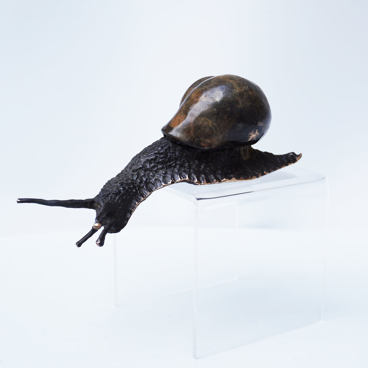 Descending Snail (Large)