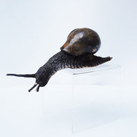 Descending Snail (Large)