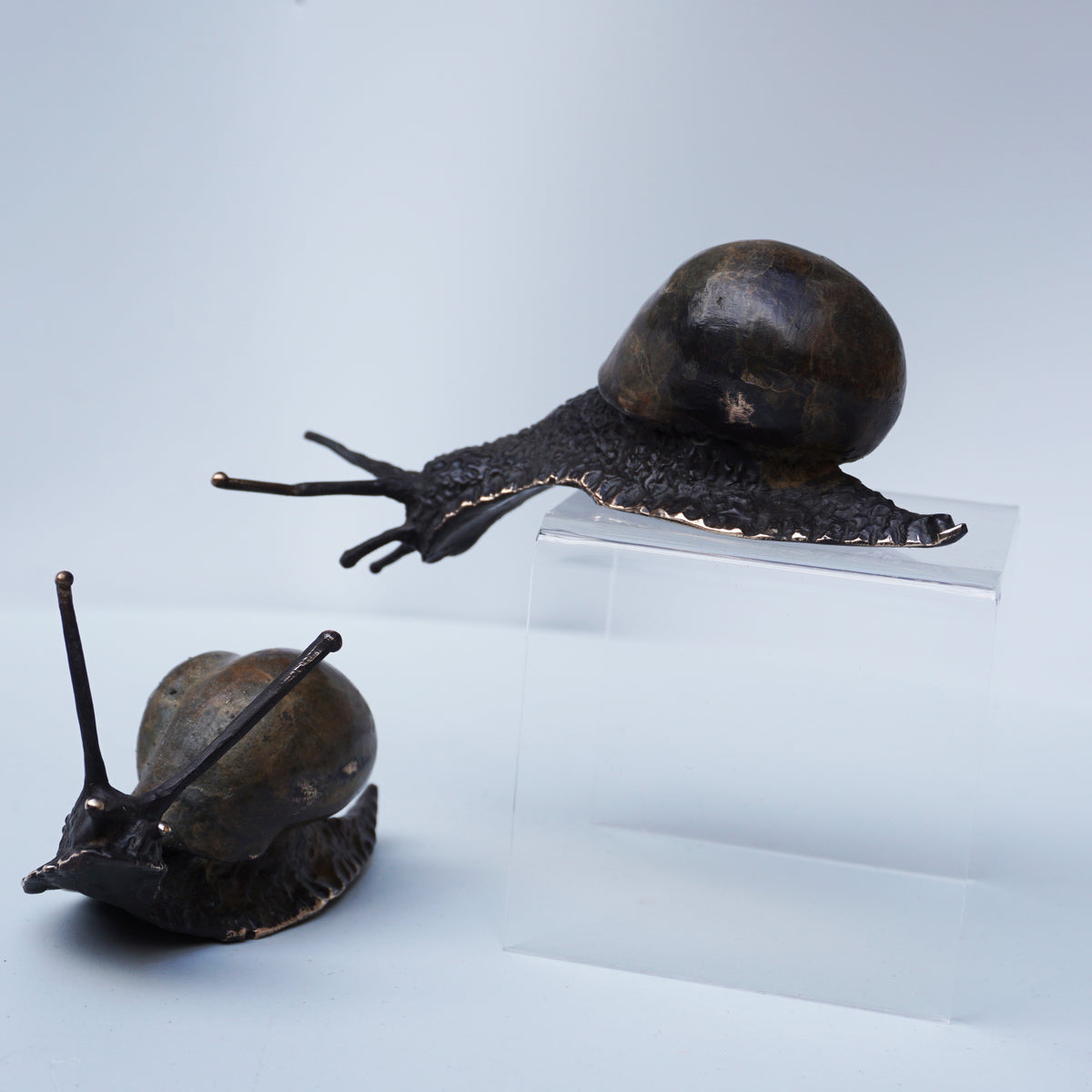 Descending Snail (Large)