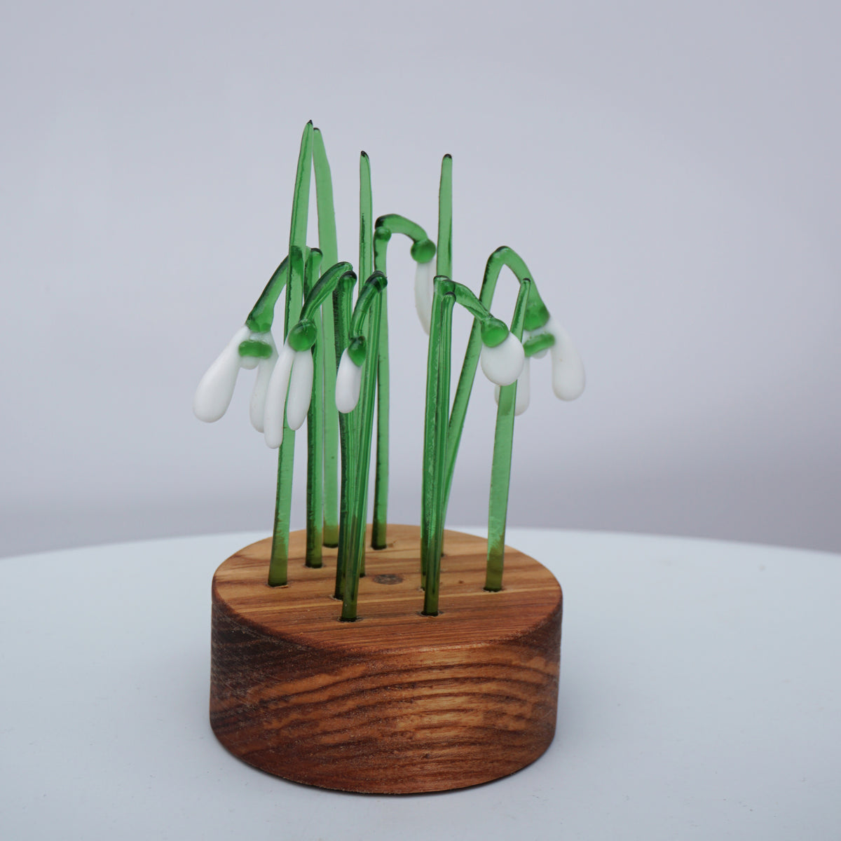 Snowdrop Clumps in Wood Base