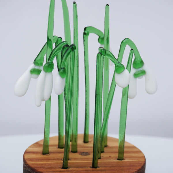 Snowdrop Clumps in Wood Base