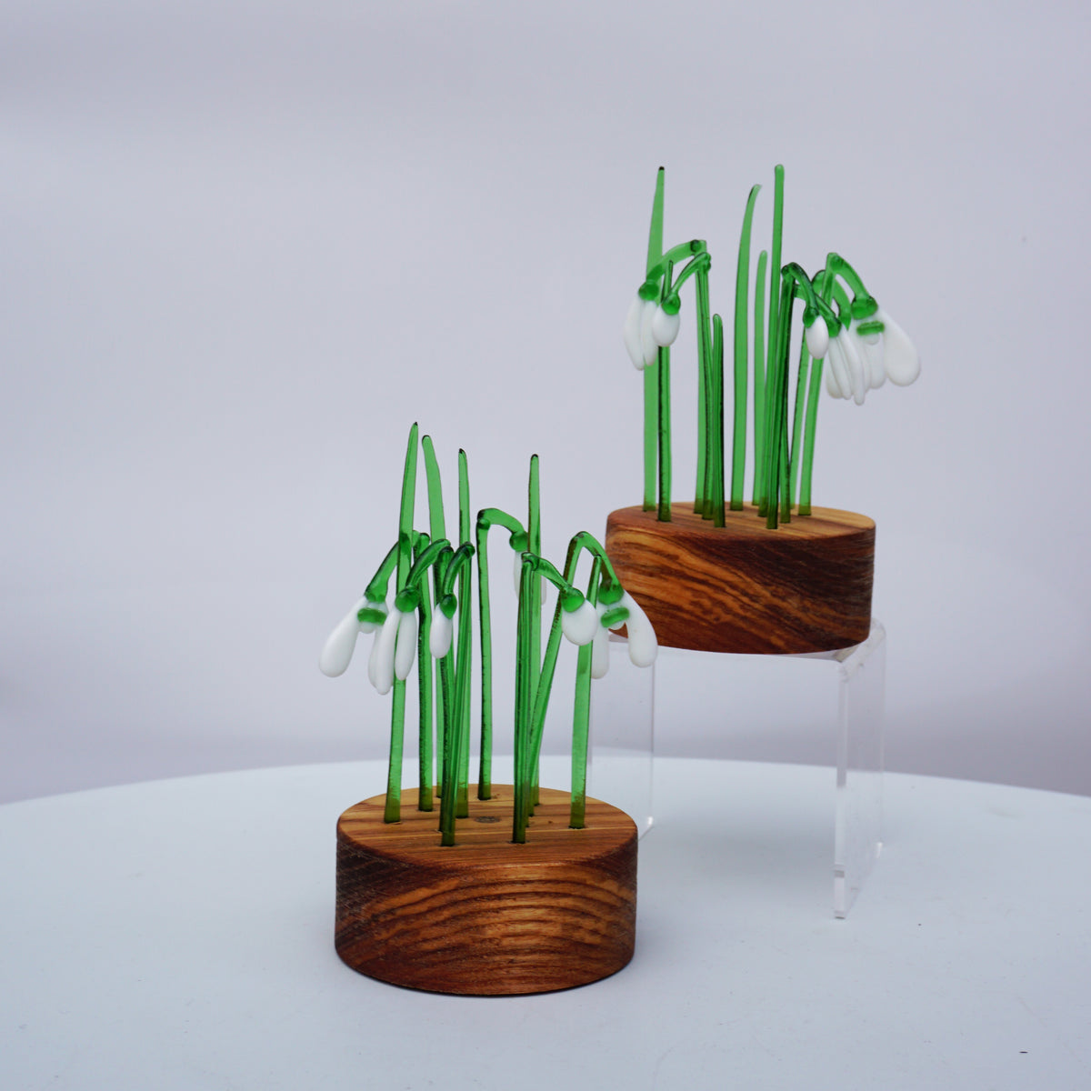 Snowdrop Clumps in Wood Base