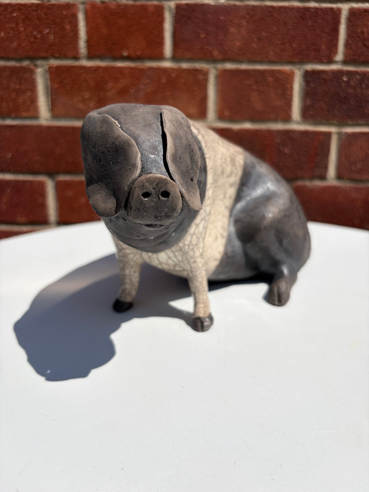 Saddle-back Pig