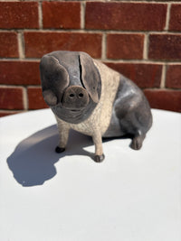 Saddle-back Pig
