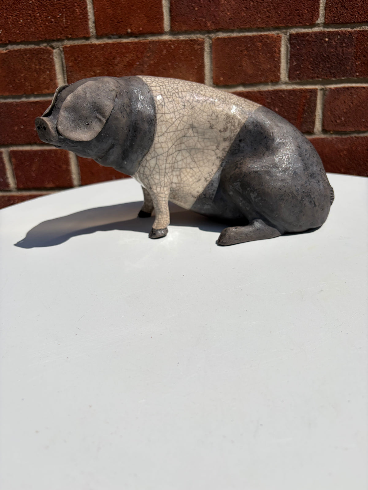 Saddle-back Pig