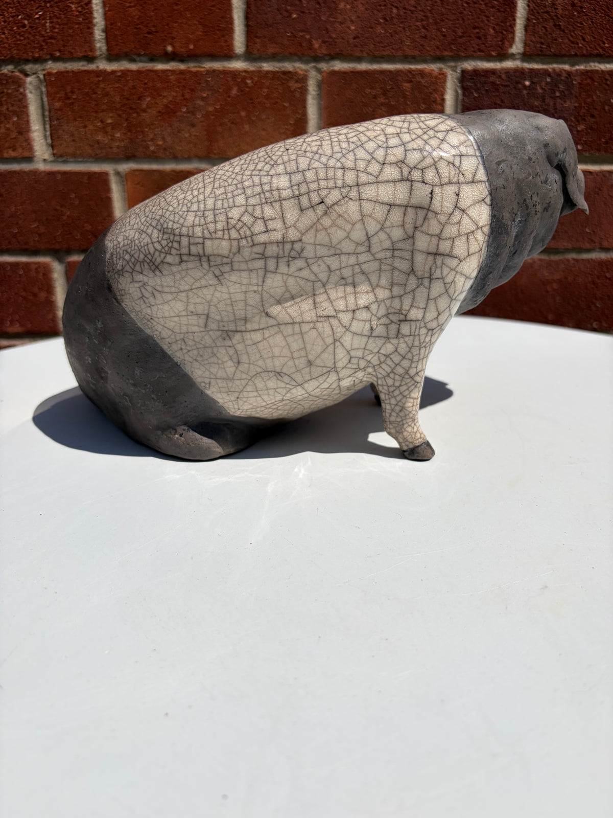 Saddle-back Pig