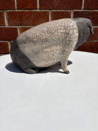 Saddle-back Pig