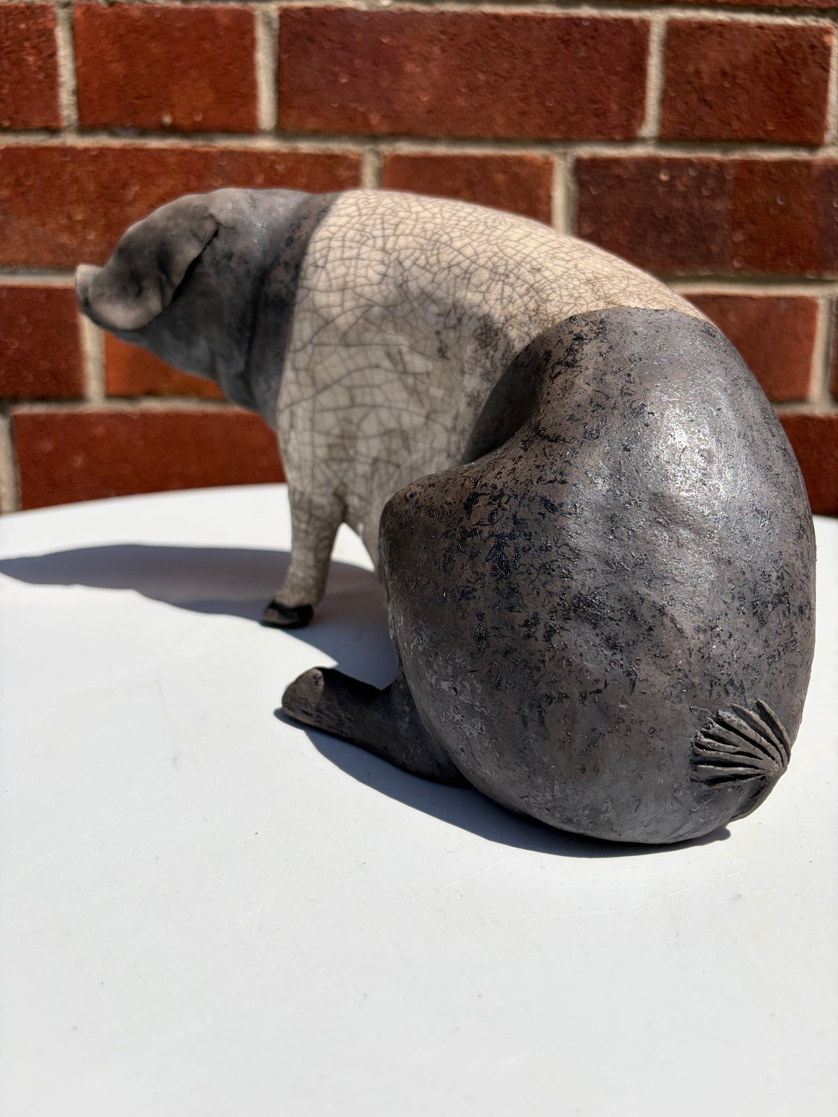 Saddle-back Pig