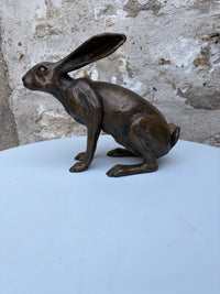 Sitting Hare