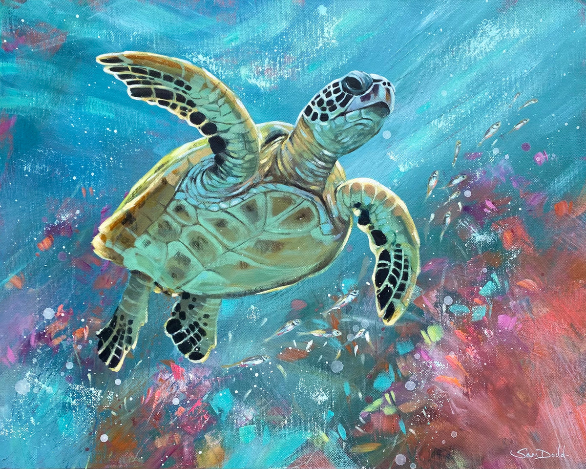 Coral Coasting 1