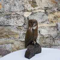 Barn Owl