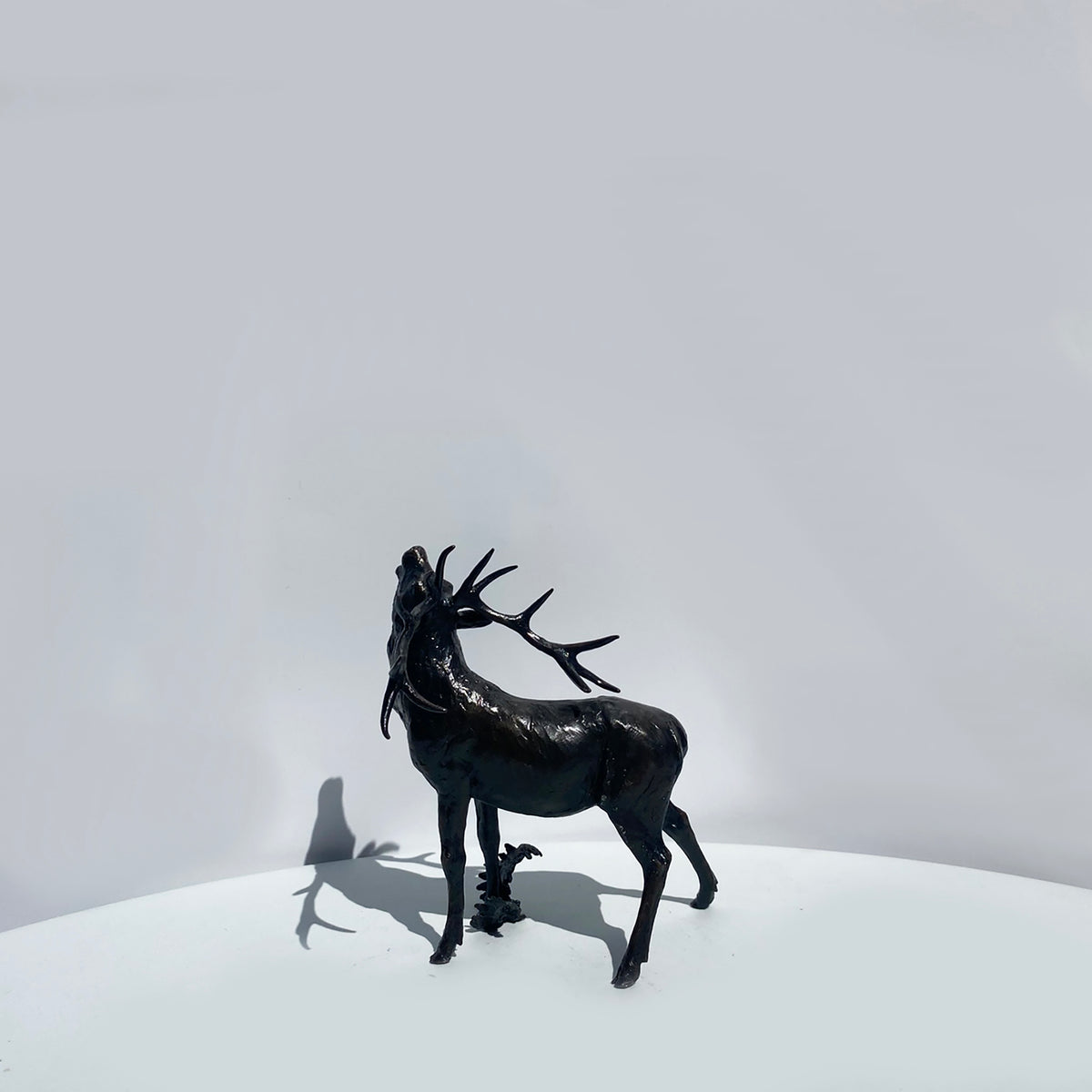 Stag Roaring