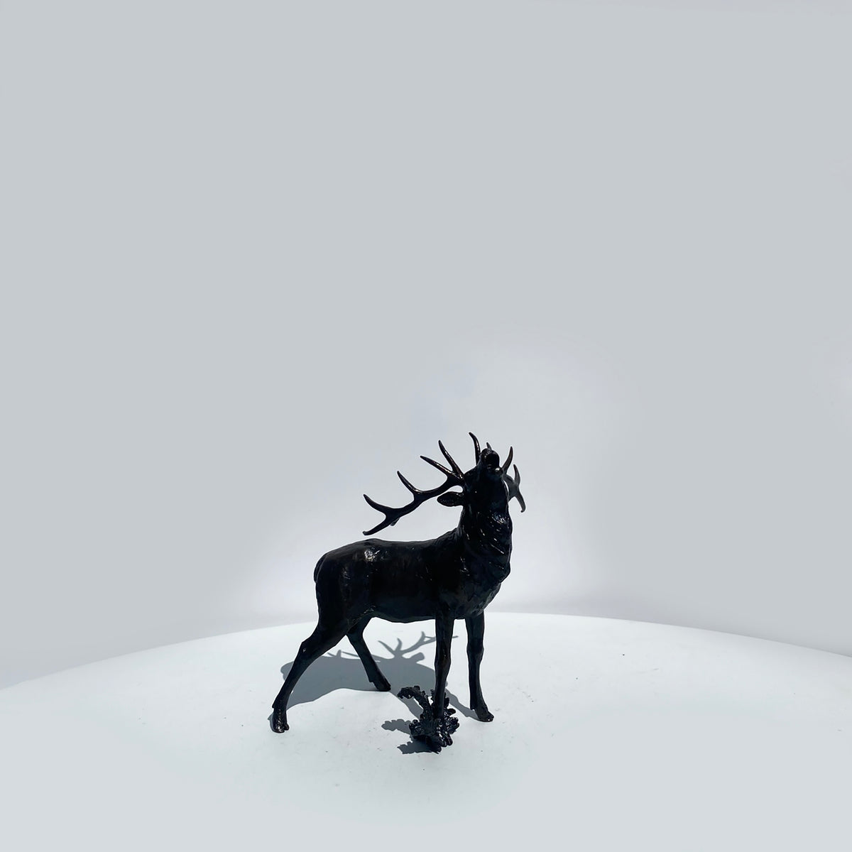 Stag Roaring