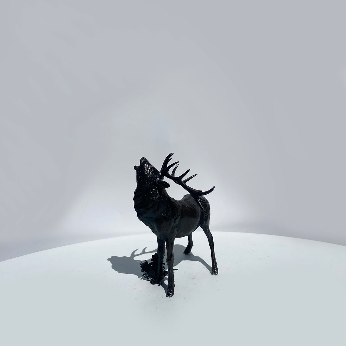 Stag Roaring