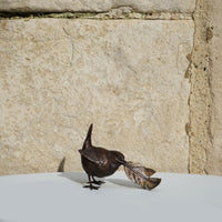 Wren with Feather