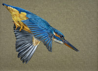 Grace the Kingfisher