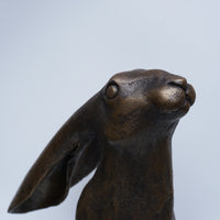 Moon Gazing Hare